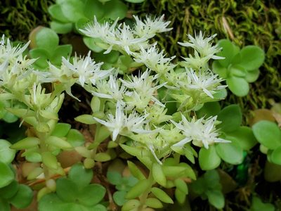 Sedum ternatum, photographed by Craig Martin