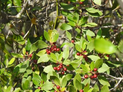 Rhamnus alaternus, photographed by Duarte Frade