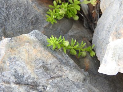 Galium verrucosum, photographed by Duarte Frade