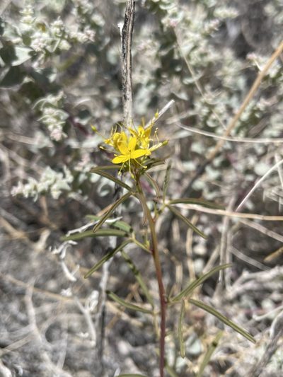 Cleomella plocasperma, photographed by Matt Berger