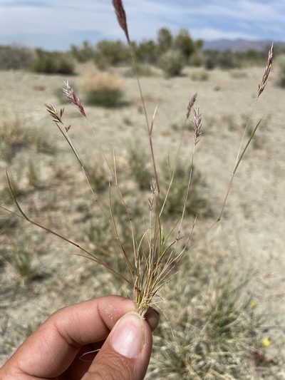 Schismus arabicus, photographed by Matt Berger