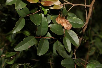 Diospyros geminata, photographed by Greg Tasney