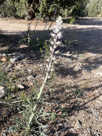 Streptanthus crassicaulis, photographed by Matt Berger