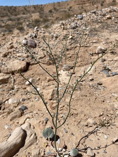 Eriogonum exaltatum, photographed by Matt Berger