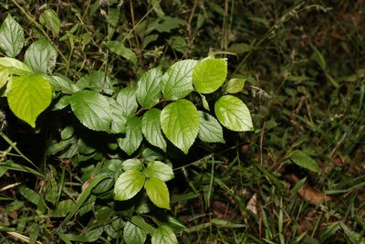 Celtis sinensis, photographed by Greg Tasney