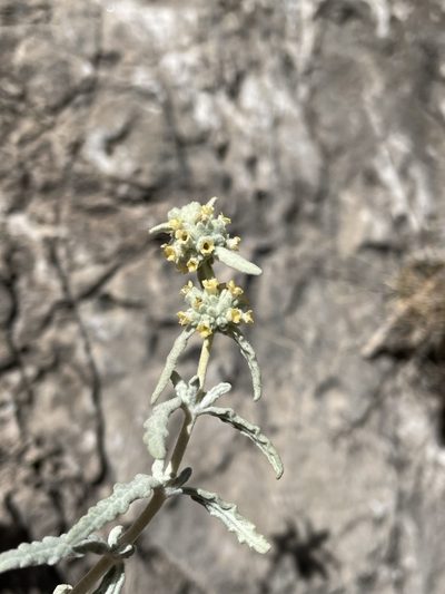 Buddleja utahensis, photographed by Matt Berger