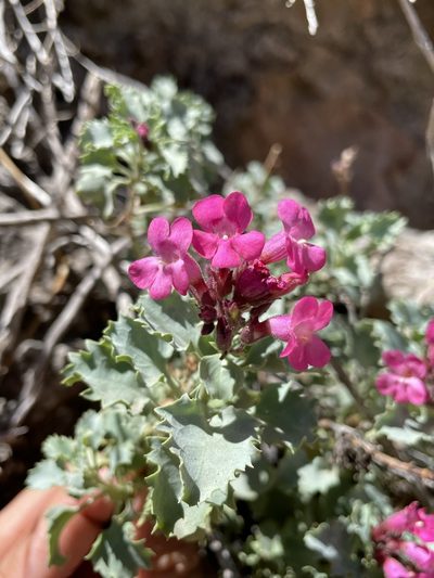 Penstemon petiolatus, photographed by Matt Berger