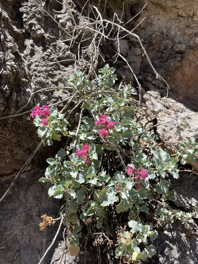 Penstemon petiolatus, photographed by Matt Berger