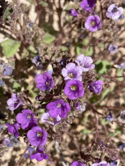 Phacelia pulchella, photographed by Matt Berger
