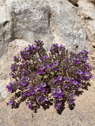 Phacelia pulchella, photographed by Matt Berger