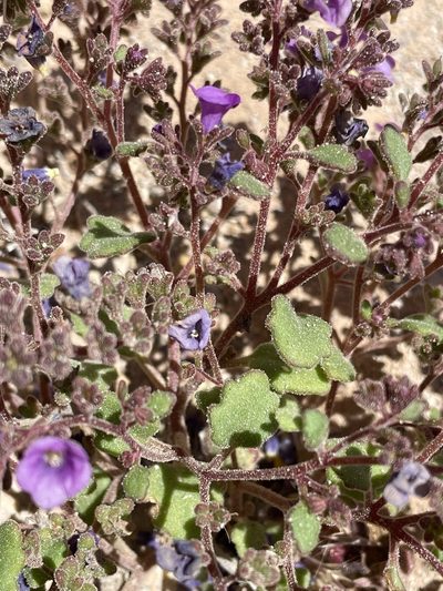 Phacelia pulchella, photographed by Matt Berger