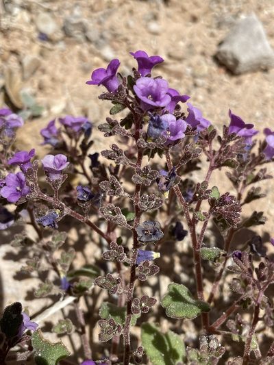 Phacelia pulchella, photographed by Matt Berger