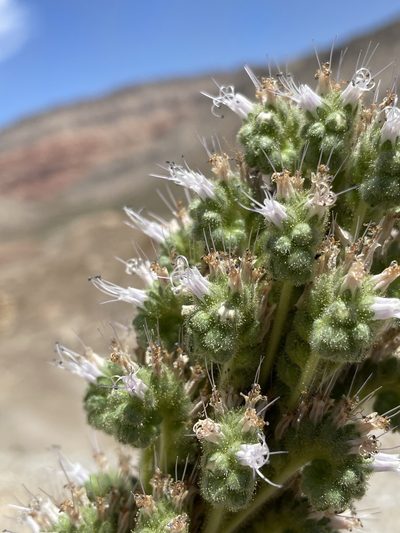 Phacelia palmeri, photographed by Matt Berger