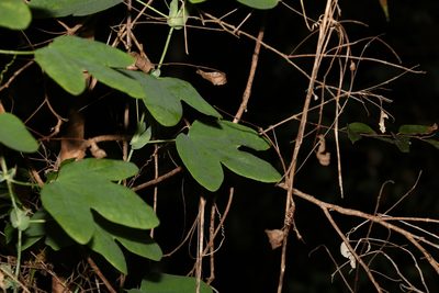 Passiflora subpeltata, photographed by Greg Tasney