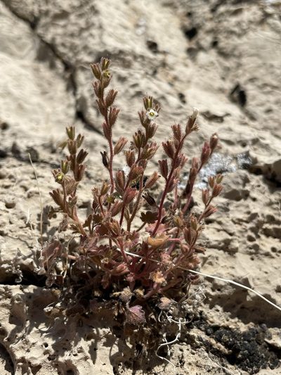 Phacelia rotundifolia, photographed by Matt Berger