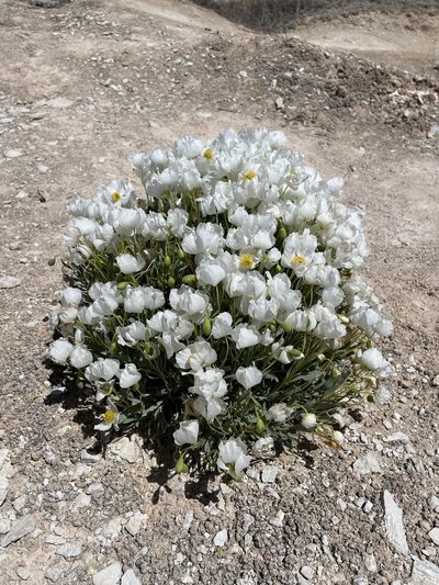 Arctomecon humilis, photographed by Matt Berger