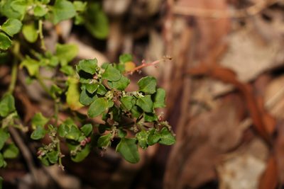 Chenopodium robertianum, photographed by Greg Tasney