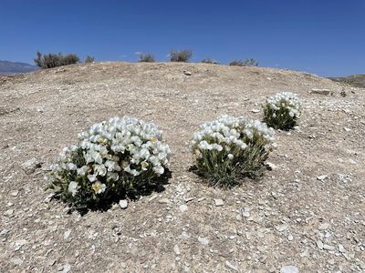 Arctomecon humilis, photographed by Matt Berger