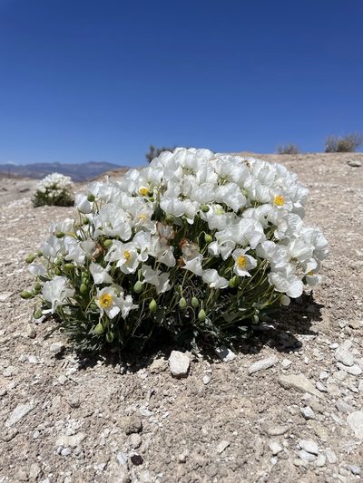Arctomecon humilis, photographed by Matt Berger