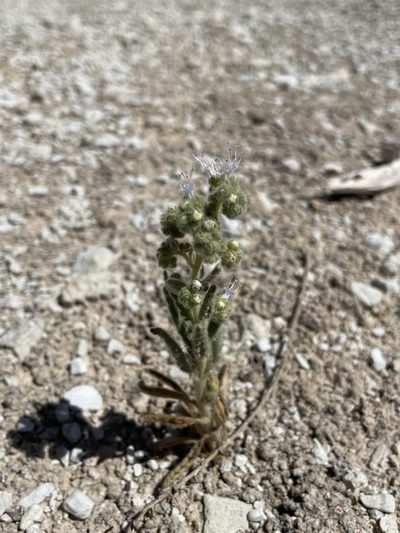 Phacelia palmeri, photographed by Matt Berger
