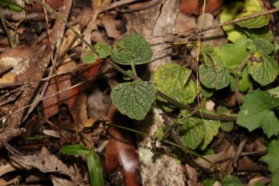 Coleus australis, photographed by Greg Tasney
