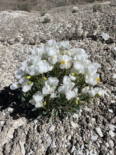 Arctomecon humilis, photographed by Matt Berger