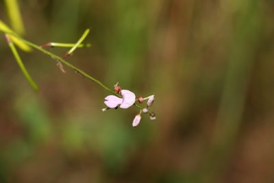 Indigofera australis, photographed by Greg Tasney