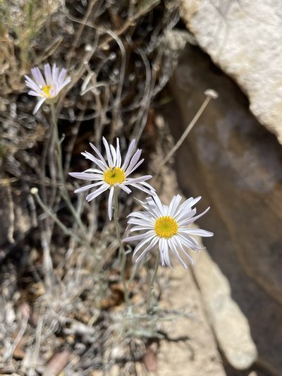 Erigeron utahensis, photographed by Matt Berger