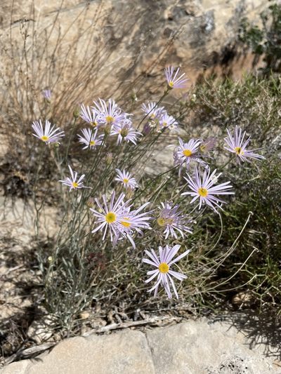Erigeron utahensis, photographed by Matt Berger