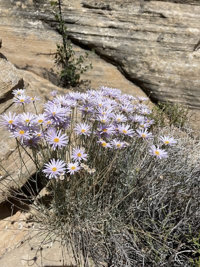 Erigeron utahensis, photographed by Matt Berger