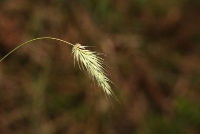Echinopogon nutans, photographed by Greg Tasney
