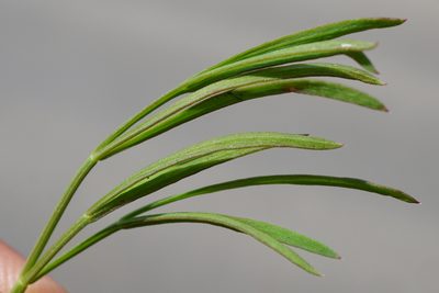 Seseli osseum, photographed by Patrick Hacker