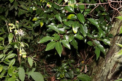 Cinnamomum camphora, photographed by Greg Tasney