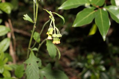 Crassocephalum crepidioides, photographed by Greg Tasney