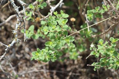 Brickellia veronicaefolia, photographed by Alberto Wong