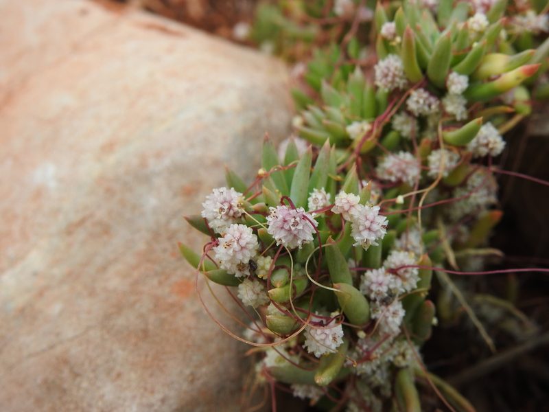 Cuscuta planiflora, photographed by Duarte Frade