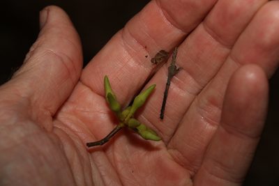 Eucalyptus siderophloia, photographed by Greg Tasney
