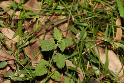 Teucrium argutum, photographed by Greg Tasney
