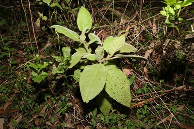Solanum densevestitum, photographed by Greg Tasney