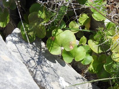 Anemone palmata, photographed by Duarte Frade