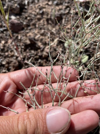 Eriogonum palmerianum, photographed by Matt Berger