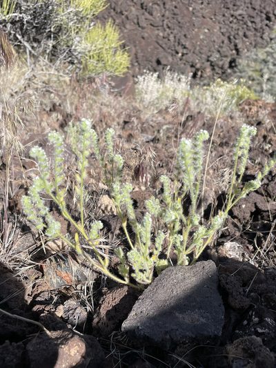 Cryptantha barbigera, photographed by Matt Berger