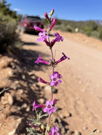 Penstemon confusus, photographed by Matt Berger