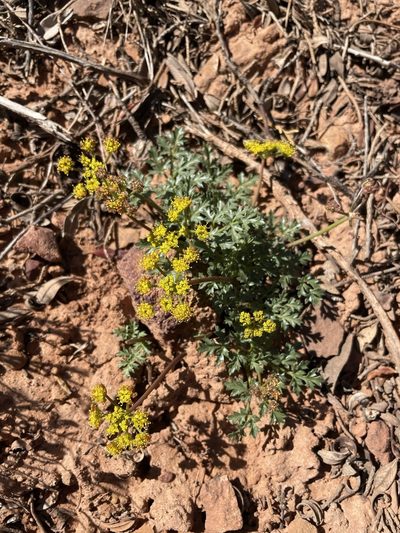 Cymopterus purpureus, photographed by Matt Berger