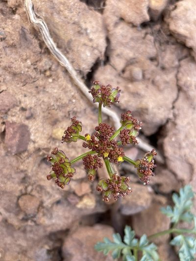 Cymopterus purpureus, photographed by Matt Berger