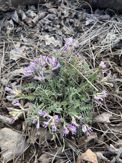 Astragalus concordius, photographed by Matt Berger