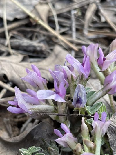 Astragalus concordius, photographed by Matt Berger