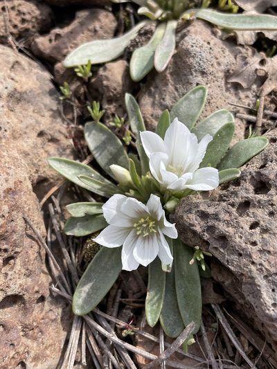 Lewisia brachycalyx, photographed by Matt Berger