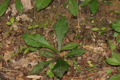 Elephantopus carolinianus, photographed by Rich Sommer