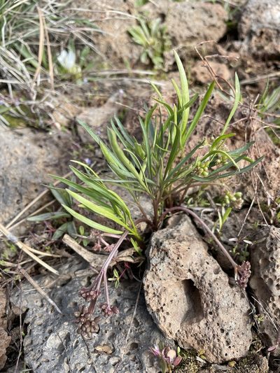 Lomatium linearifolium, photographed by Matt Berger